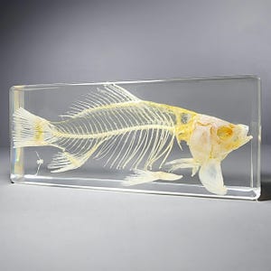 Large Fish Skeleton in Resin, Real Animal Skeleton, Curiosities