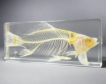 Large Fish Skeleton in Resin, Real Animal Skeleton, Curiosities