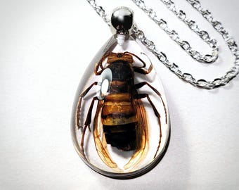 Murder Hornet Necklace, Real Insect Jewelry, Hornet Pendant