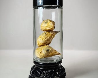 X3 Quail Heads with Jar, Oddities and Curiosities