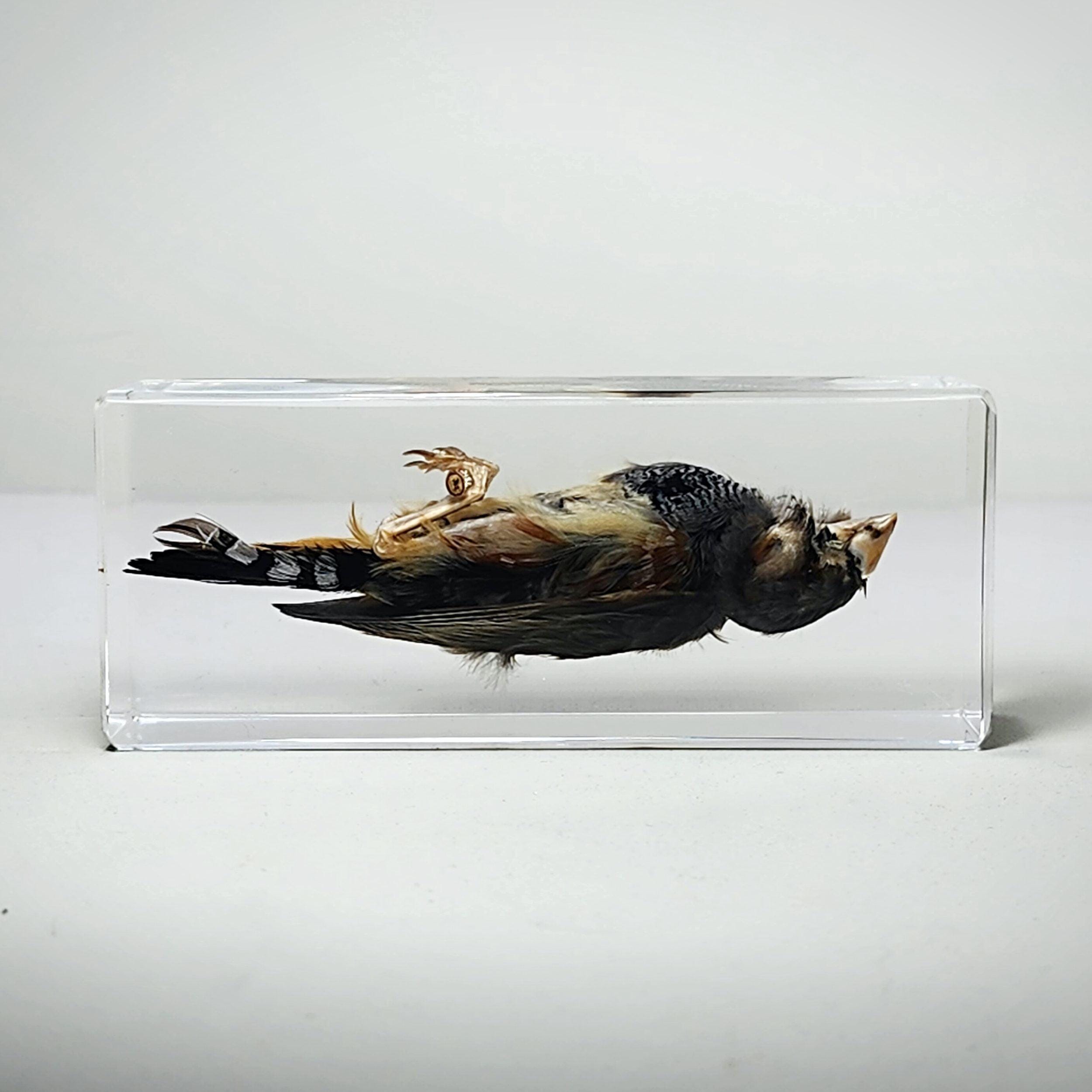 Zebra Finch, Bird in Resin, Oddities, Curiosities, Taeniopygia