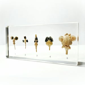 Real Brain, Comparative Brains in Resin, Educational Display