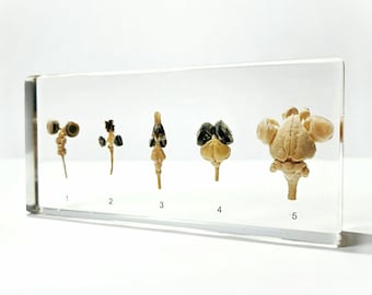Real Brain, Comparative Brains in Resin, Educational Display
