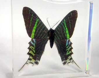Large Green-Banded Urania Moth in Resin, Urania Leilus