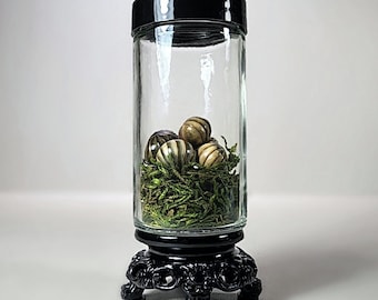 X5 Isopods in Jar, Curio Jar, Giant Roly Poly, Oddities Decor