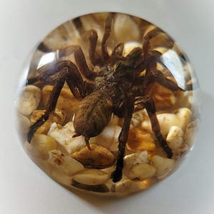 K&ouml;nnte beinhalten: Eine braune Vogelspinnen-Spinne, die in klarem Harz mit kleinen wei&szlig;en und braunen Steinen eingeschlossen ist.