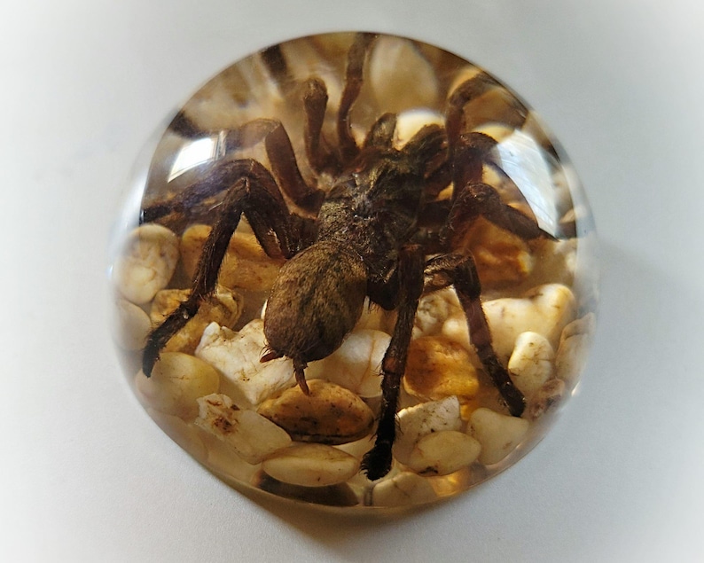 K&ouml;nnte beinhalten: Eine braune Vogelspinnen-Spinne, die in klarem Harz mit kleinen wei&szlig;en und braunen Steinen eingeschlossen ist.