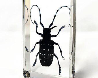 Longhorn Beetle in Resin, Insects In Resin, Curiosities