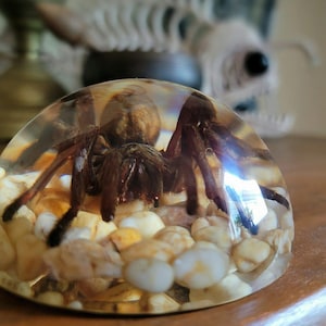 K&ouml;nnte beinhalten: Eine braune Vogelspinne, die in klarem Harz mit kleinen wei&szlig;en und braunen Steinen eingeschlossen ist. Die Spinne liegt auf dem R&uuml;cken mit ausgebreiteten Beinen.