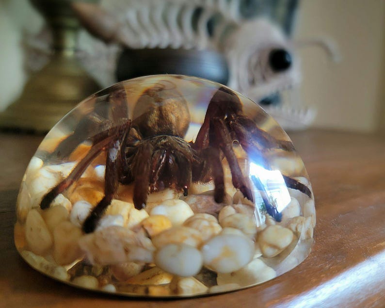 K&ouml;nnte beinhalten: Eine braune Vogelspinne, die in klarem Harz mit kleinen wei&szlig;en und braunen Steinen eingeschlossen ist. Die Spinne liegt auf dem R&uuml;cken mit ausgebreiteten Beinen.