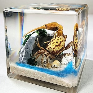 May include: A small crab with brown and yellow markings is encased in a clear cube with a white sand base and blue water. The crab is perched on a small rock with green seaweed.