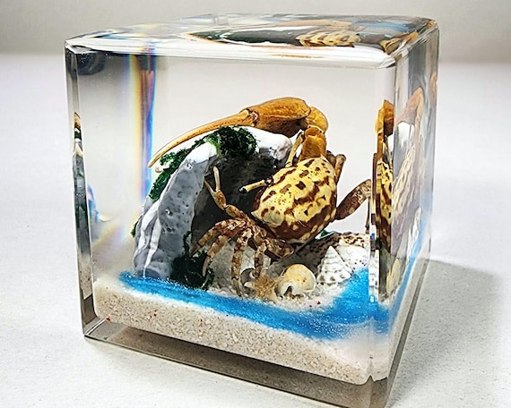 Fiddler Crab in Resin Cube, Crab Diorama Display, Aquatic Oddities