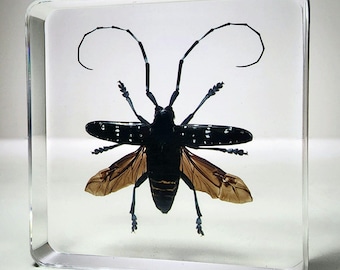 Longhorn Beetle in Resin, Wings Open, Oddities Decor, Curiosities