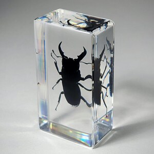 Large Stag Beetle in Resin, Insects In Resin, Odditie, Dorcus titanus platymelus bild 3