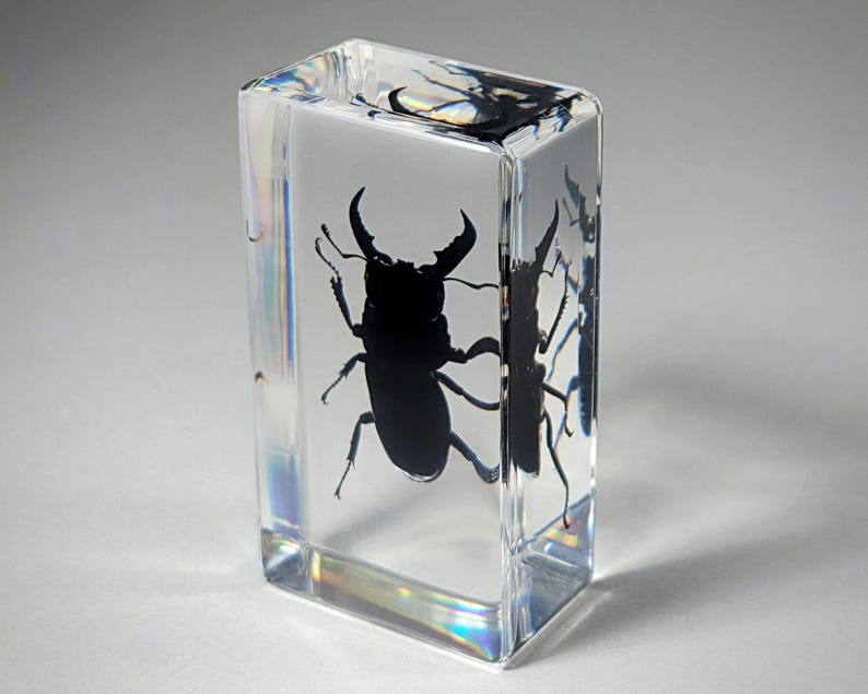 Large Stag Beetle in Resin, Insects In Resin, Odditie, Dorcus titanus platymelus bild 3