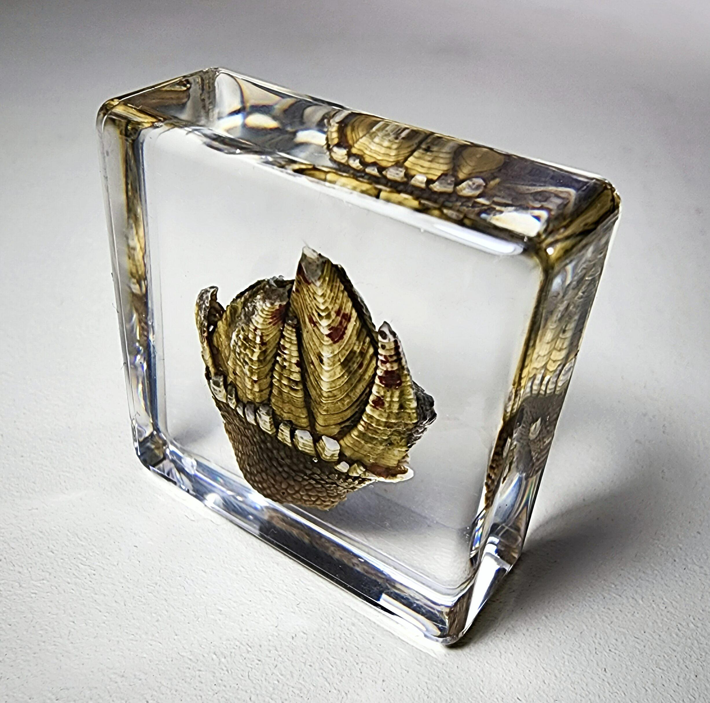 Bizarre Barnacle in Resin, Tiny Ocean Oddities, Curiosities - Etsy