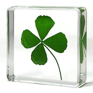May include: A four-leaf clover pressed and preserved in a clear glass cube.