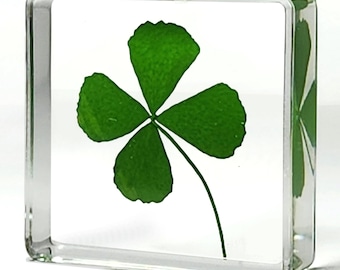 Tiny Four Leaf Clover in Resin, Good Luck Charm, Curiosities