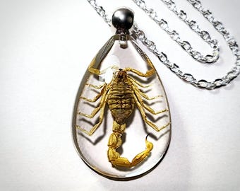 Yellow Scorpion in Resin Necklace, Real Insect Jewelry, Golden Scorpion Pendant