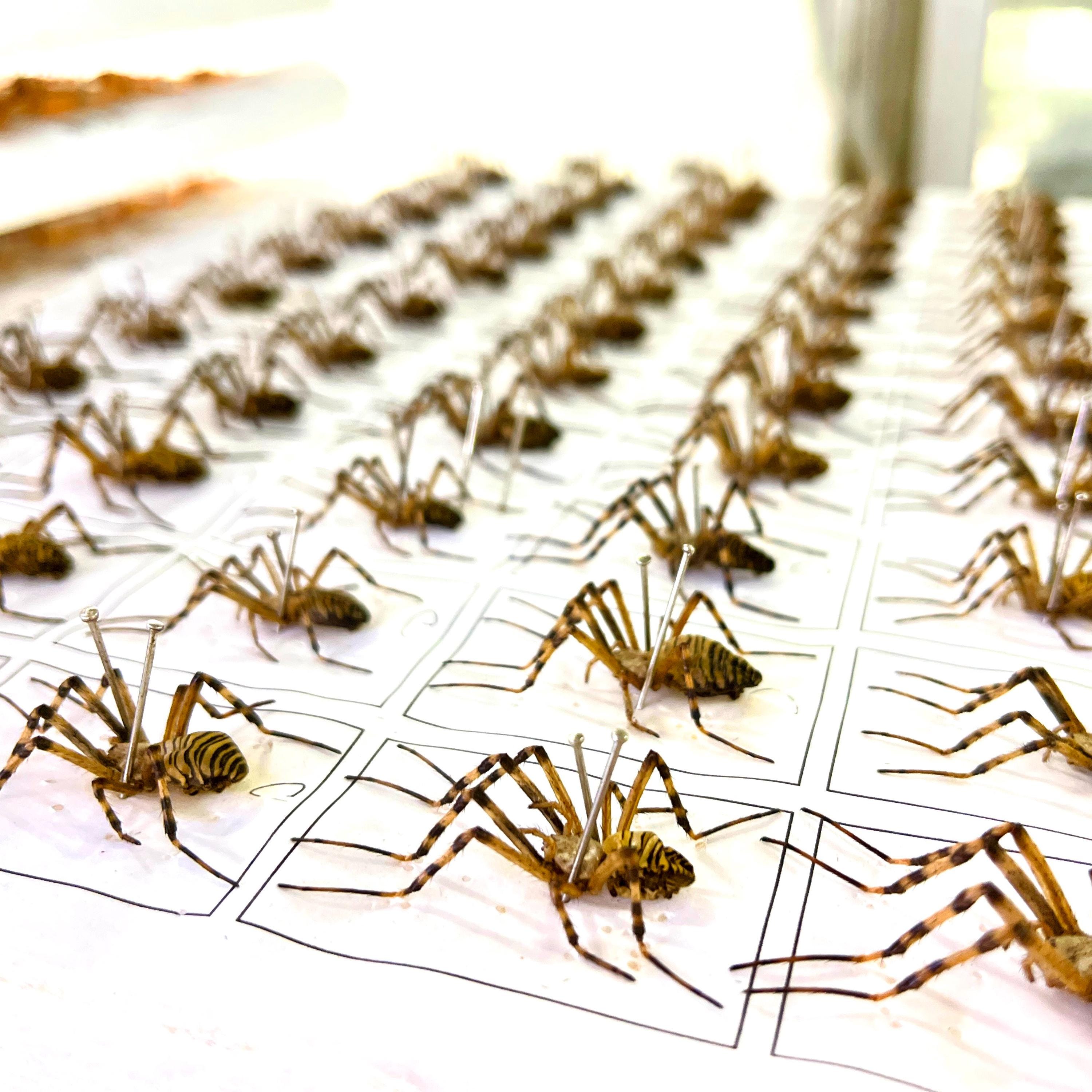 Real Simple Spiders Real Spider in Resin, Small Wasp Spider, Insects in Resin, Oddities - Etsy
