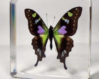 Rare Purple Spotted Swallowtail Butterfly in Resin, Graphium Weiskei