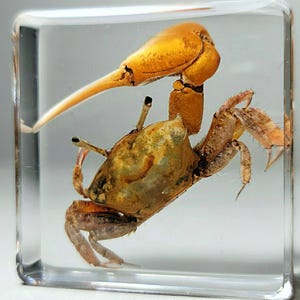May include: A preserved fiddler crab with a bright orange claw, encased in clear resin. The crab is positioned with its claws raised, and its body is a mottled brown and green color.