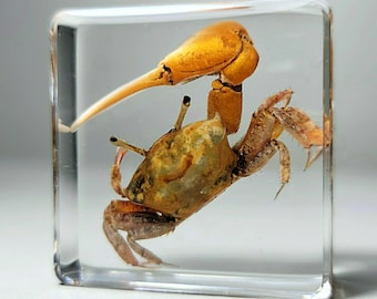 Tiny Crab in Resin, Real Fiddler Crab Specimen, Curiosities