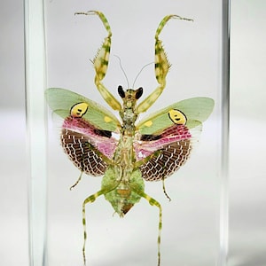 Jeweled Flower Mantis in Resin, Insects In Resin, Curiosities