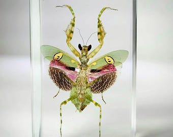 Jeweled Flower Mantis in Resin, Insects In Resin, Curiosities