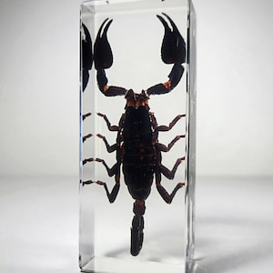 May include: A black scorpion preserved in a clear acrylic block. The scorpion's legs and tail are visible, and its body is in a curled position.