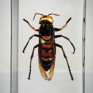 Giant Asian Hornet, Murder Hornet, Insects In Resin, Oddities, Vespa mandarinia