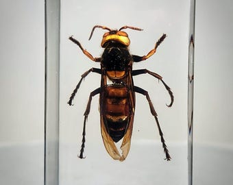 Giant Asian Hornet, Murder Hornet, Insects In Resin, Oddities, Vespa mandarinia