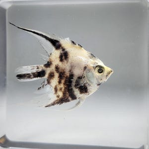 Freshwater Angelfish in Resin, Oddities, Pterophyllum scalare