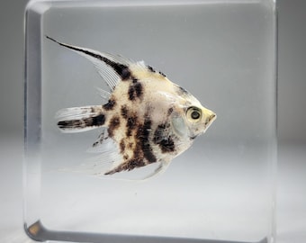 Freshwater Angelfish in Resin, Oddities, Pterophyllum scalare