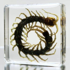 Tiny Centipede in Resin, Real Insect in Resin, Oddities, Curiosities