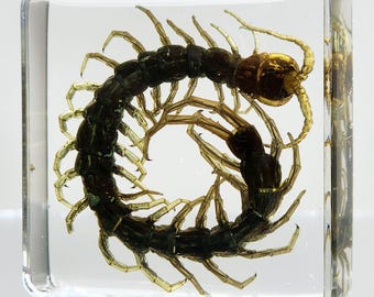 Tiny Centipede in Resin, Real Insect in Resin, Oddities, Curiosities