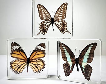 3 Piece Butterfly Set, Butterflies in Resin, Swallowtail, Tiger, Blue Bottle Butterfly