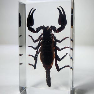 Black Scorpion in Resin, Insects In Resin, Oddities, Curiosities