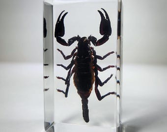Black Forest Scorpion in Lucite Resin Block: Oddities & Curiosities