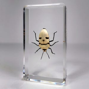 May include: A white and black insect with a distinctive pattern on its back is preserved in a clear acrylic block. The insect is displayed on a white background.