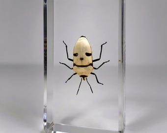 Man Face Bug In Resin, Skull Beetle, Eucorysses grandis