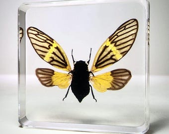 Cicada in Resin, Wings Open, Insects In Resin, Curiosities