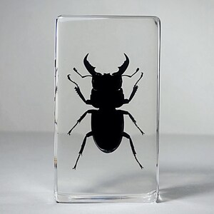 Large Stag Beetle in Resin, Insects In Resin, Odditie, Dorcus titanus platymelus bild 2