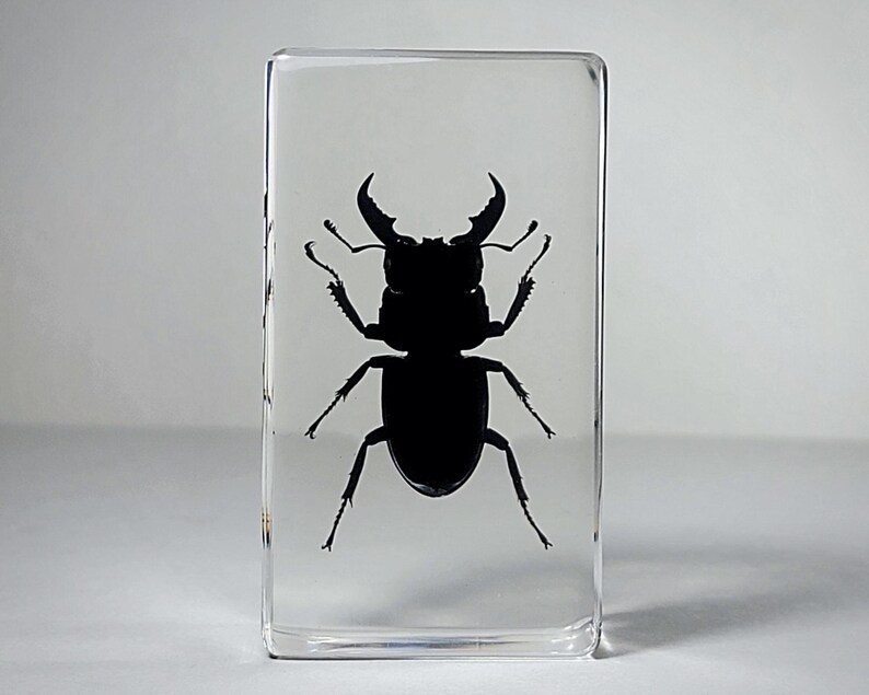 Large Stag Beetle in Resin, Insects In Resin, Odditie, Dorcus titanus platymelus bild 2