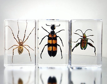 3 Piece Insect in Resin Set, Real Insect Collection, Spider, Beetle