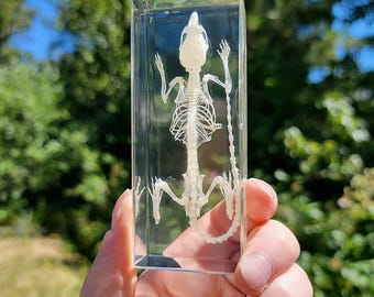 Mouse Skeleton in Resin, Real Animal Skeleton, Curiosities