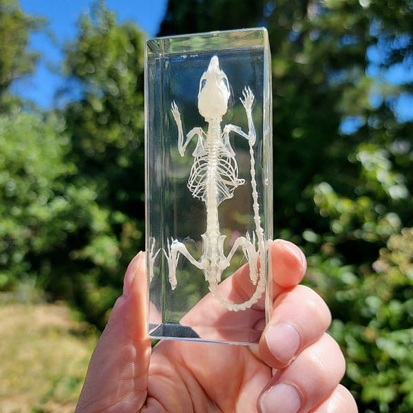 Mouse Skeleton in Resin, Real Animal Skeleton, Curiosities