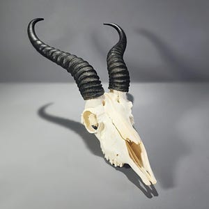 May include: A bleached animal skull with large, curved, black horns. The skull is off-white and has visible bone structure. The horns are ridged and taper to a point. The skull is set against a gray background.