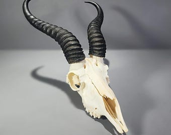 May include: A bleached animal skull with large, curved, black horns. The skull is off-white and has visible bone structure. The horns are ridged and taper to a point. The skull is set against a gray background.