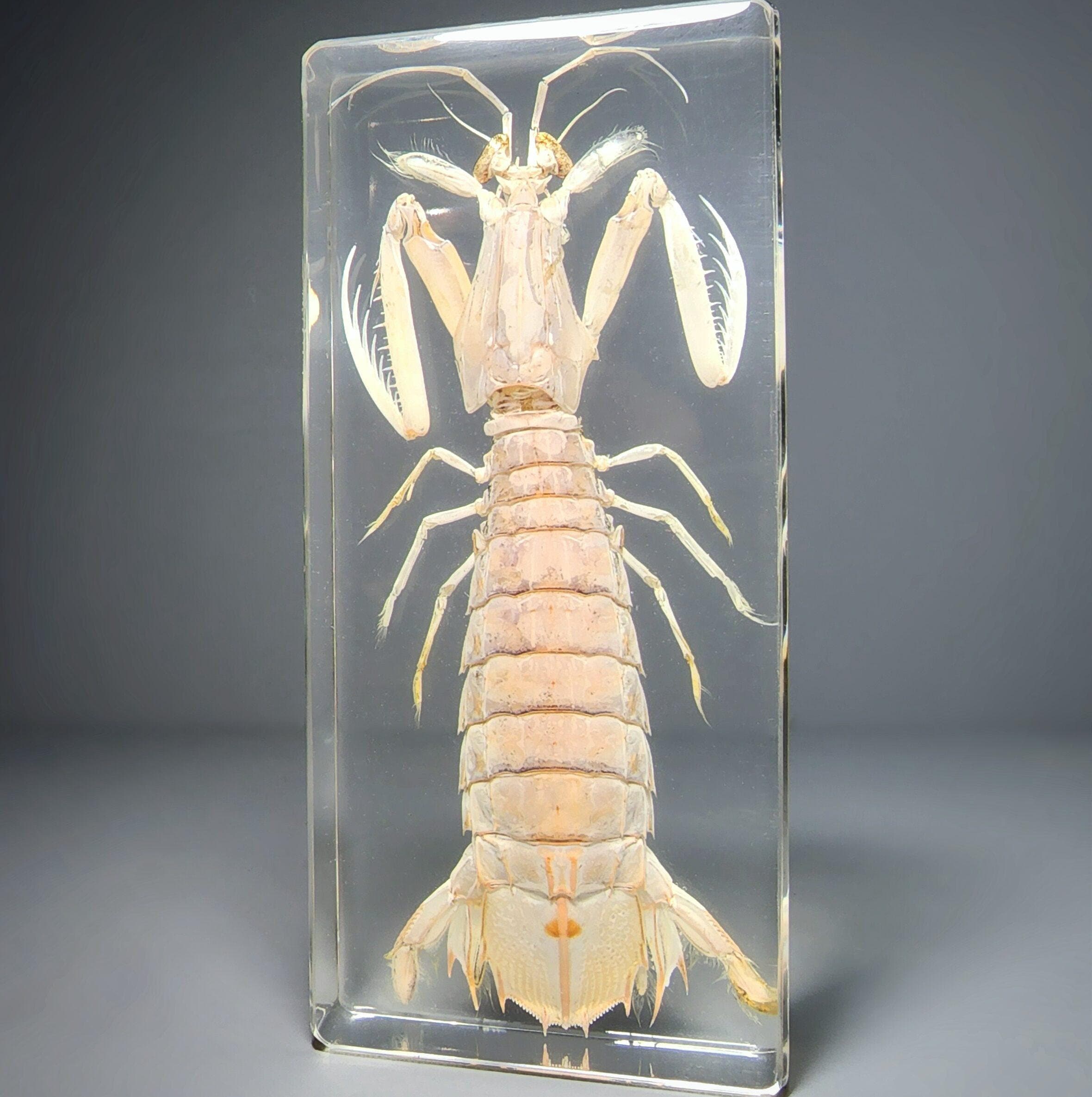 Large Mantis Shrimp in Resin, Aquatic Specimen, Oddities